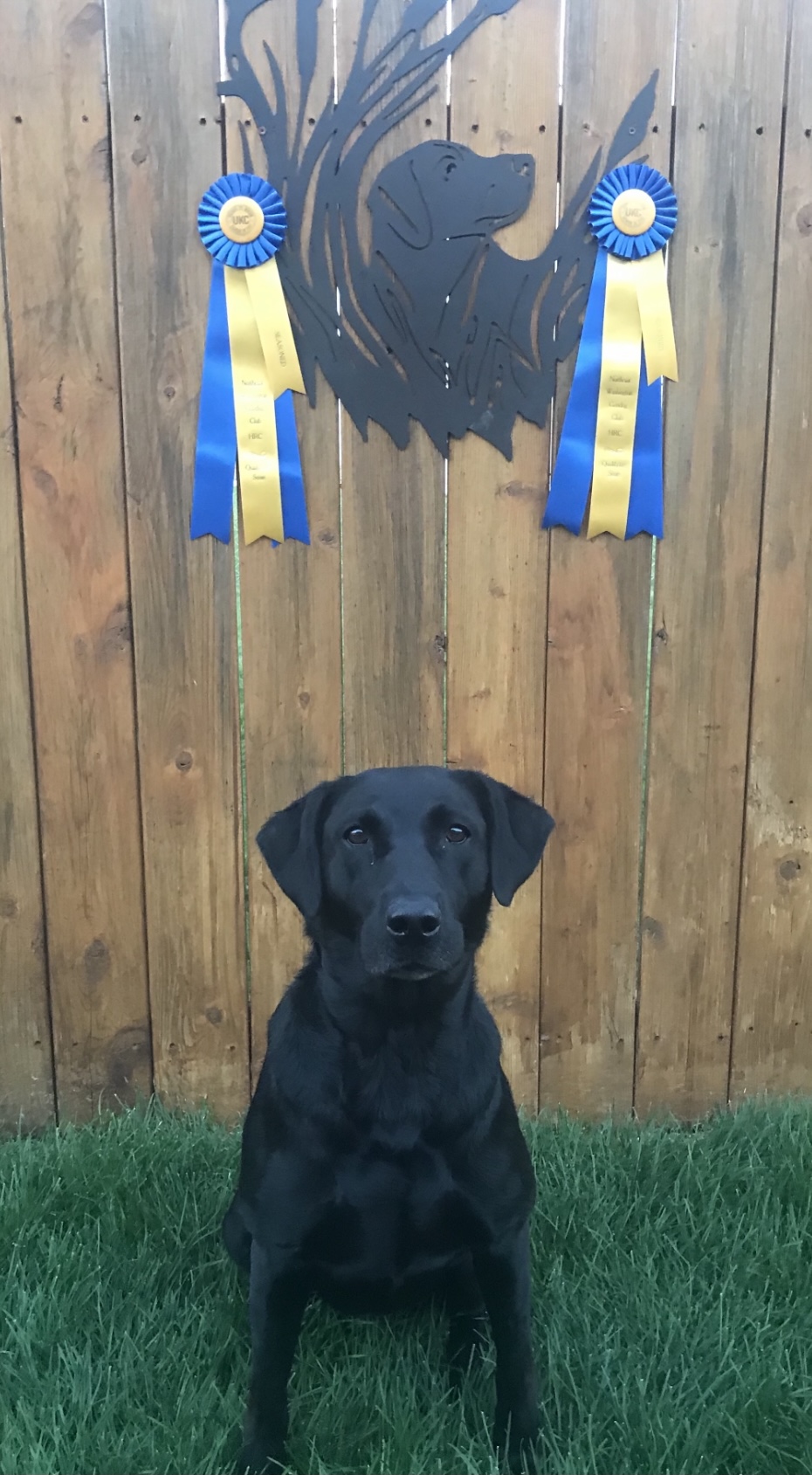 HR C R Little Alli Go | Black Labrador Retriver