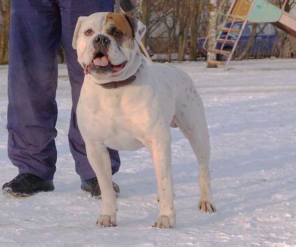 Lamberg Frank Lexus | American Bulldog 