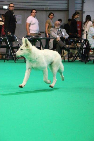 Loup Anne Du Petit Duc Victoria | White Swiss Shepherd Dog 