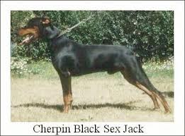 Cherpin BLACK SEX JACK | German Pinscher 