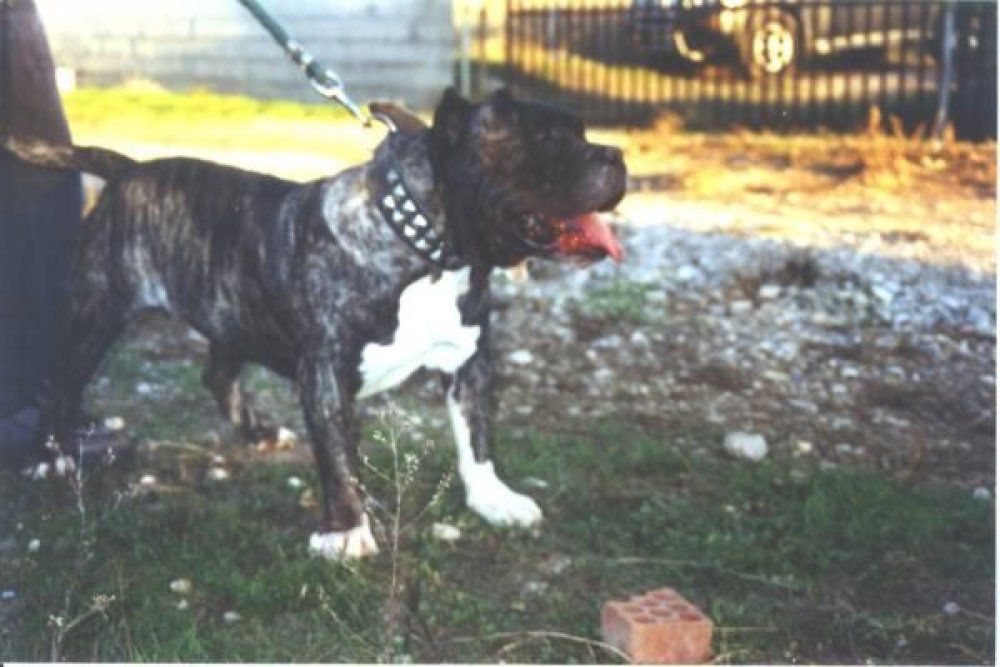 ALICATES DE ATLAS ASIO | Perro de Presa Canario 