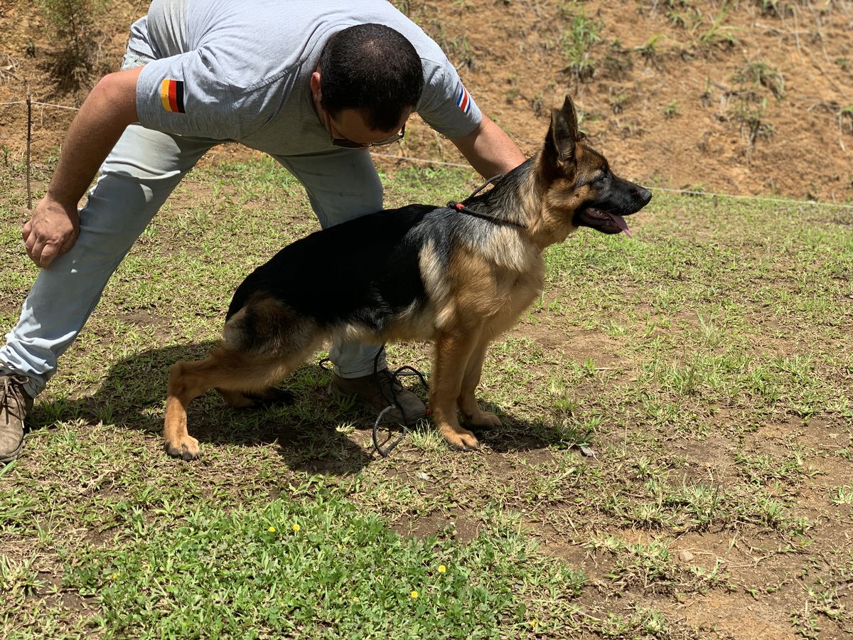 Namba de la Riviera | German Shepherd Dog 