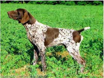 Pradellinensis Olaf | German Shorthaired Pointer 