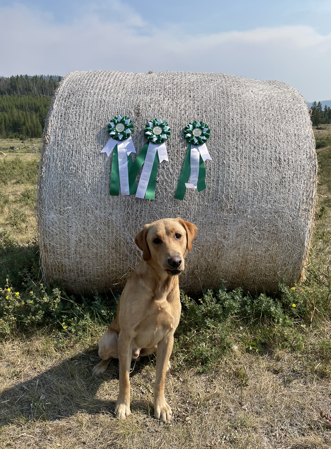 HR 406's Money Maker | Yellow Labrador Retriver