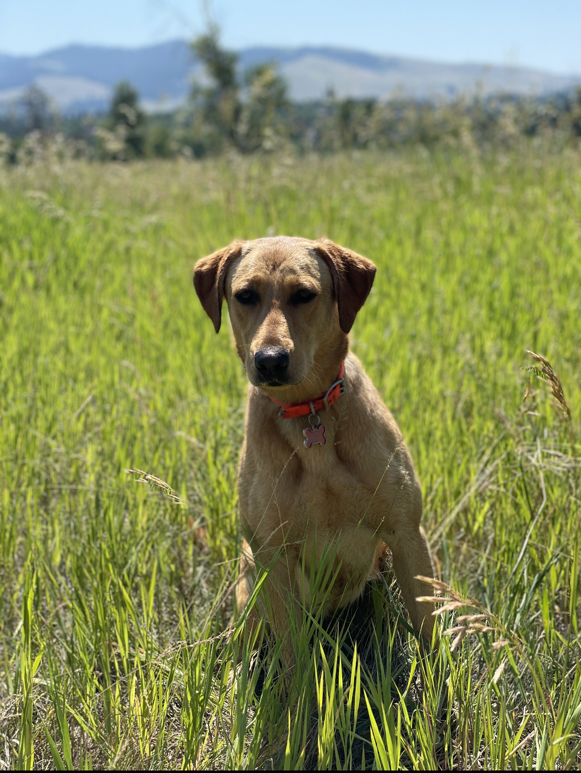 SHR 406's Reflexion | Yellow Labrador Retriver