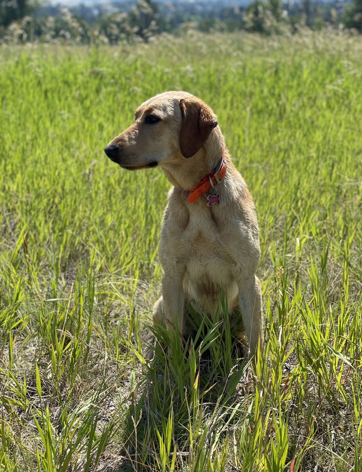 SHR 406's In The Zone | Yellow Labrador Retriver