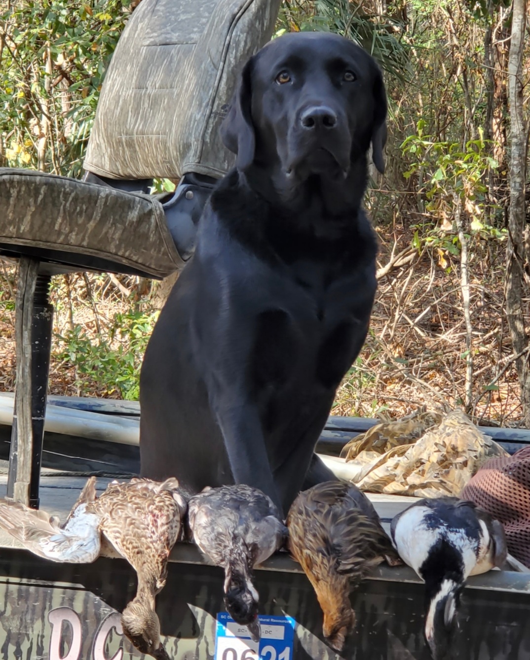 SRSAC HRCH Cedar Ridge Sky JH | Black Labrador Retriver