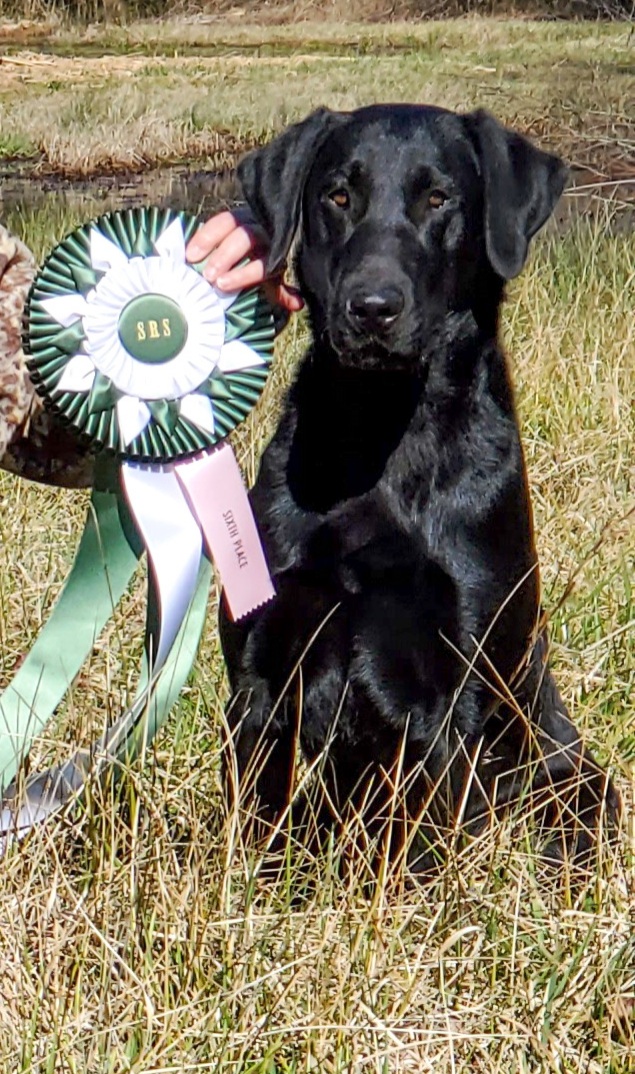 HRCH Cedar Ridge Pistol Packin Pete | Black Labrador Retriver