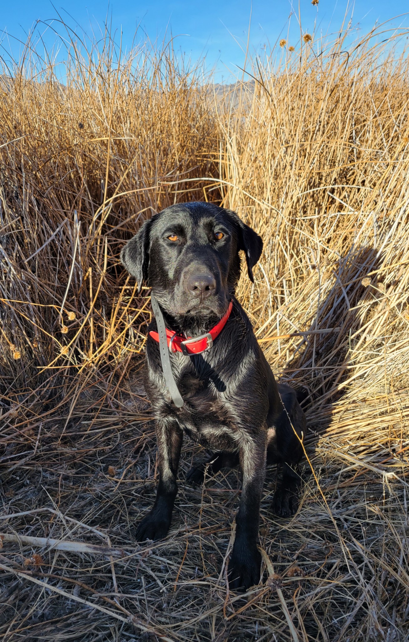 Pine Canyon Labs Hades Lord Of The Dead | Black Labrador Retriver