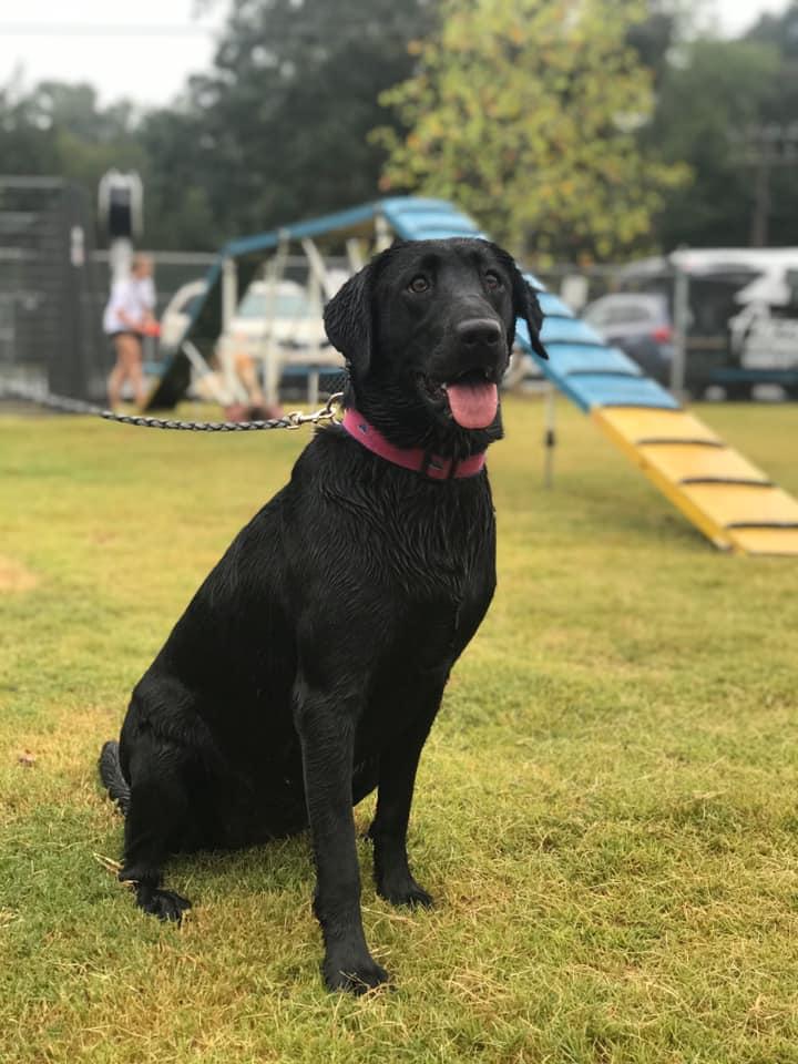 Dry Pond's Elegant Ellie Mae | Black Labrador Retriver