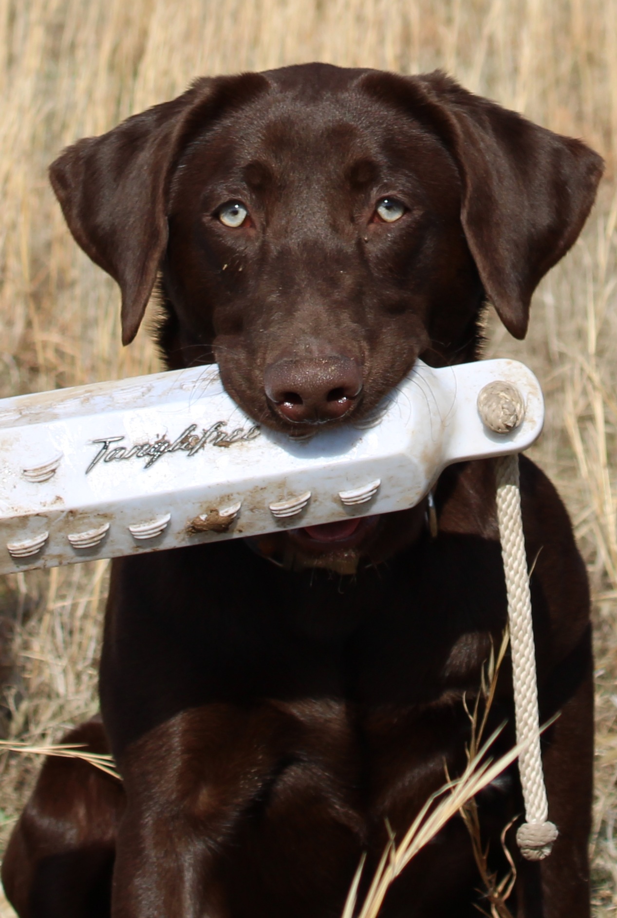 SHR Durb's LeVian Diamond Of Texoma | Chocolate Labrador Retriver