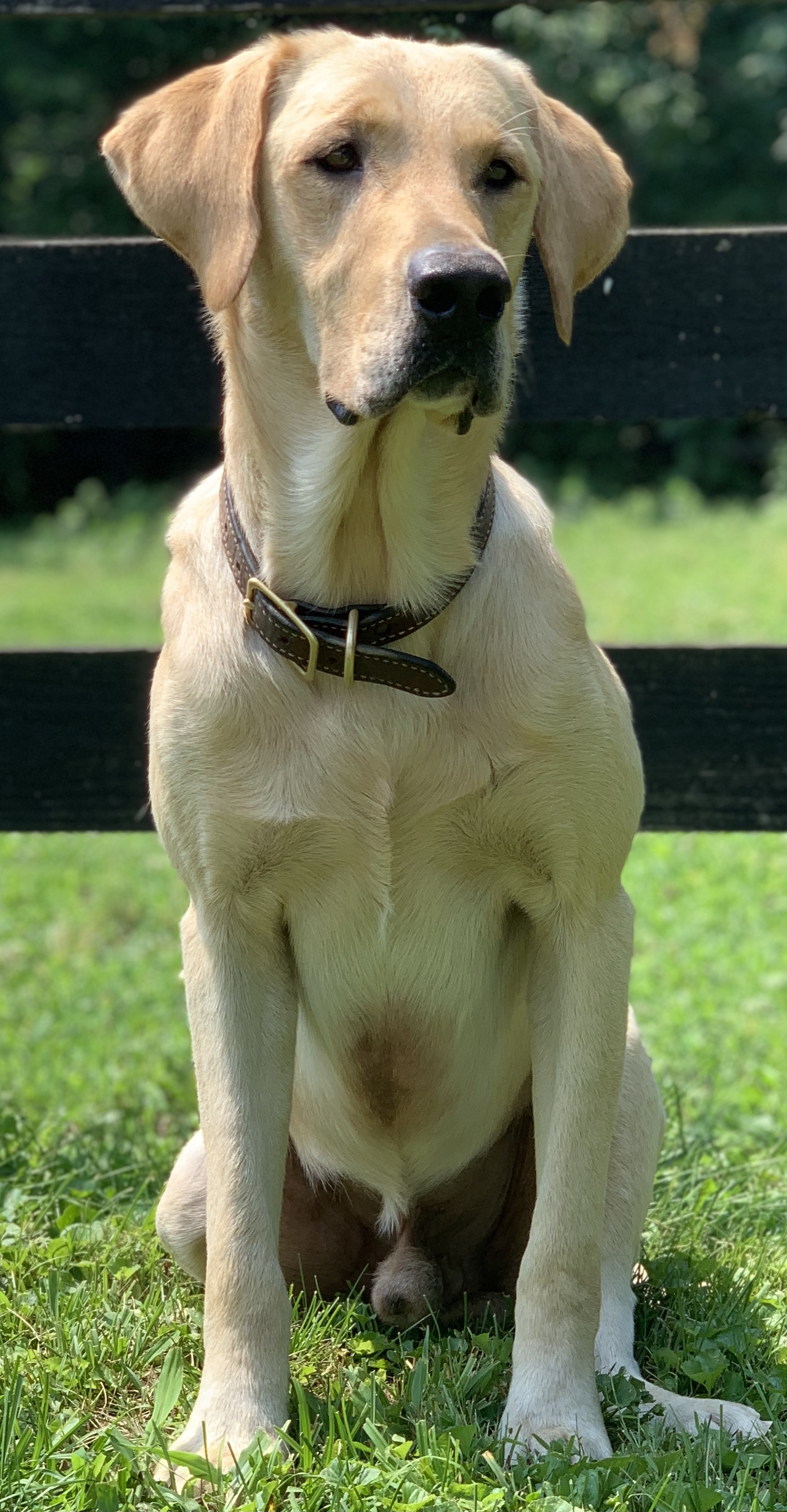 HRCH OL Callaghan MH | Yellow Labrador Retriver