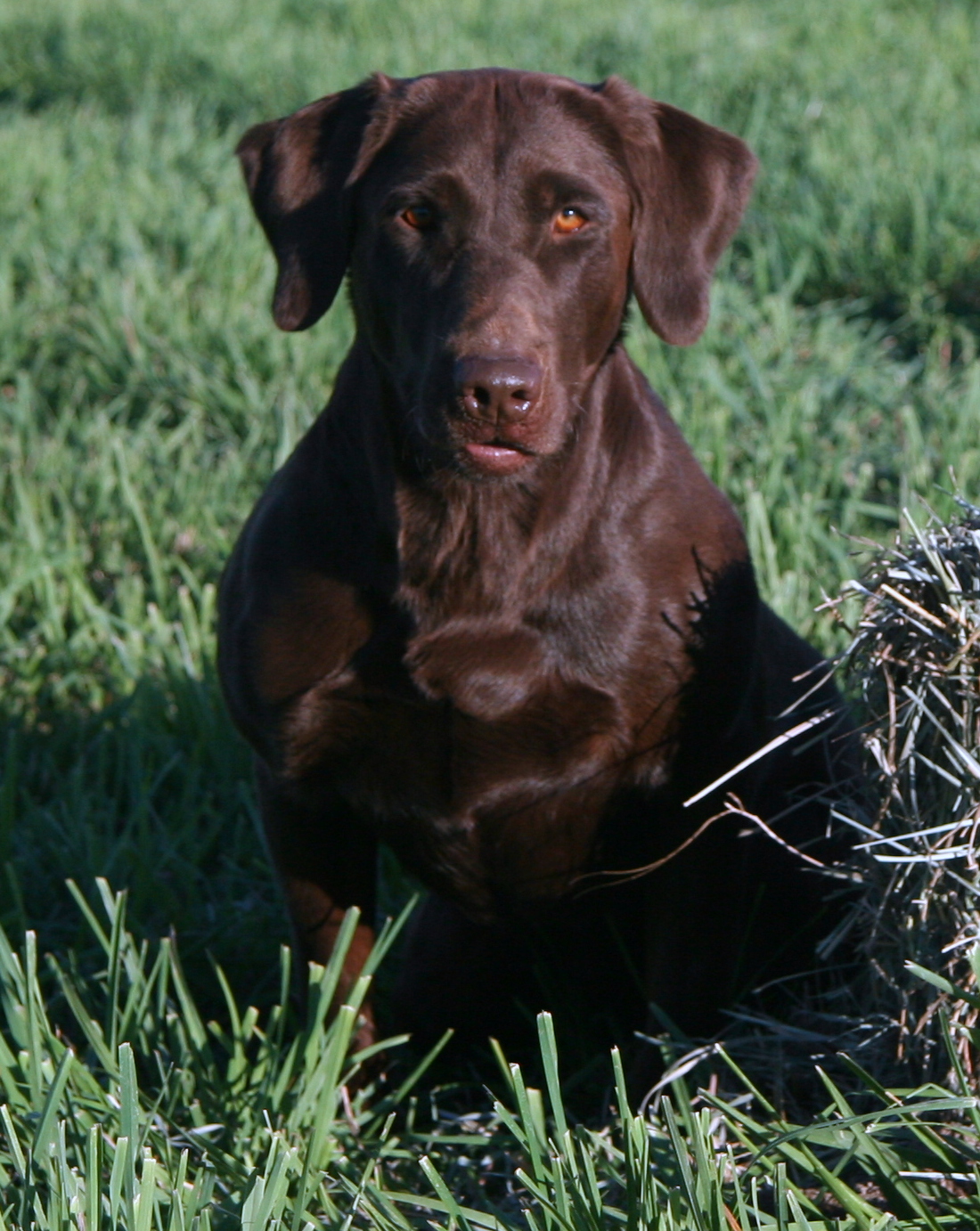 Rattlinridge Fistful Of Dollars MH | Chocolate Labrador Retriver