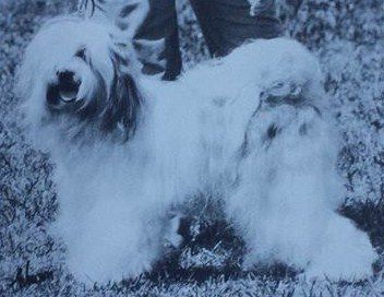 HOTANG HERUKA OF WILLOWBRAE | Tibetan Terrier 