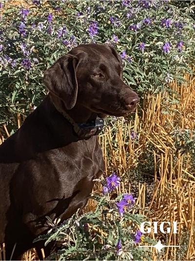 Gundogretrievers I Am Groots Girl Gigi JH | Chocolate Labrador Retriver