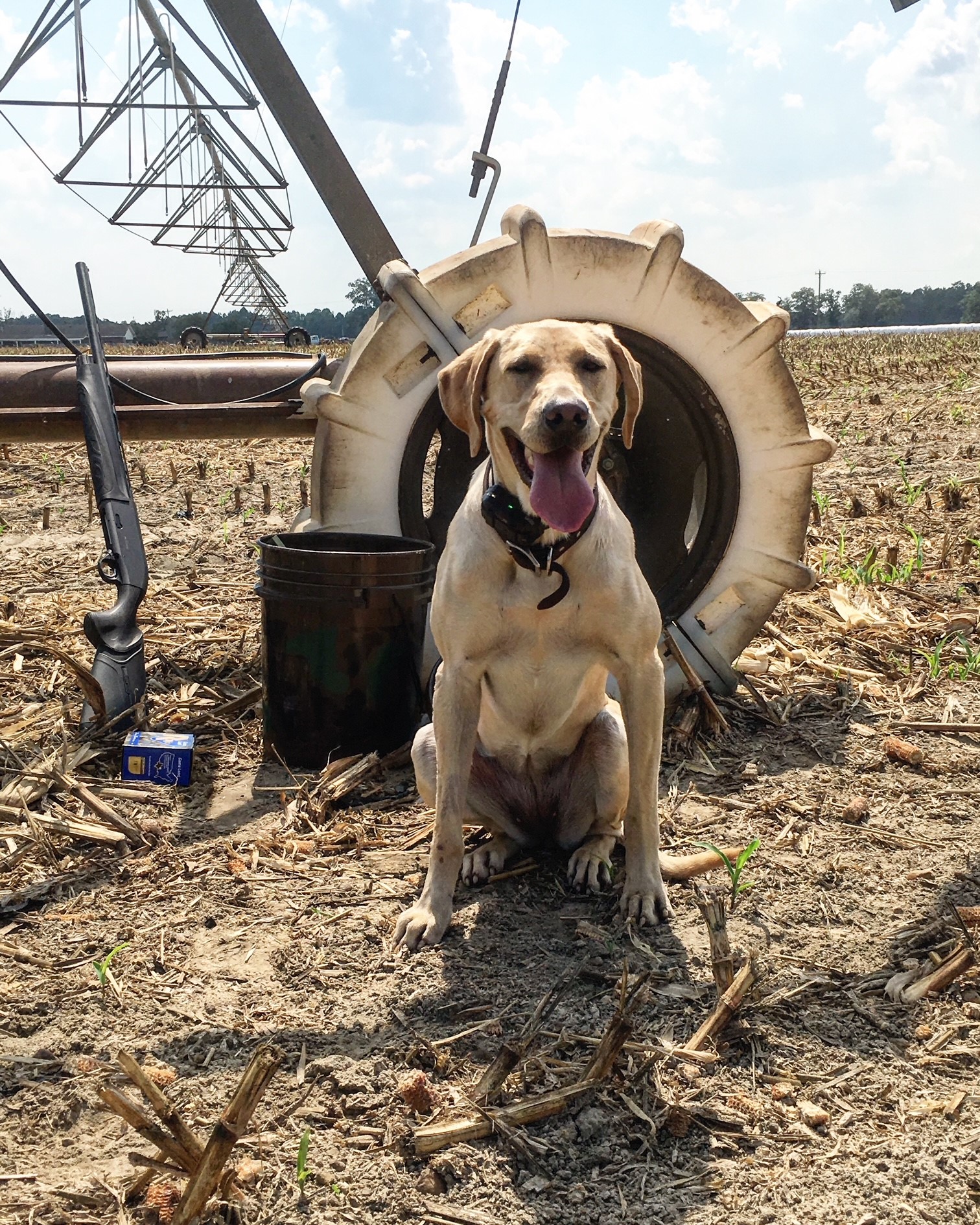 Snatch X Raven | Yellow Labrador Retriver