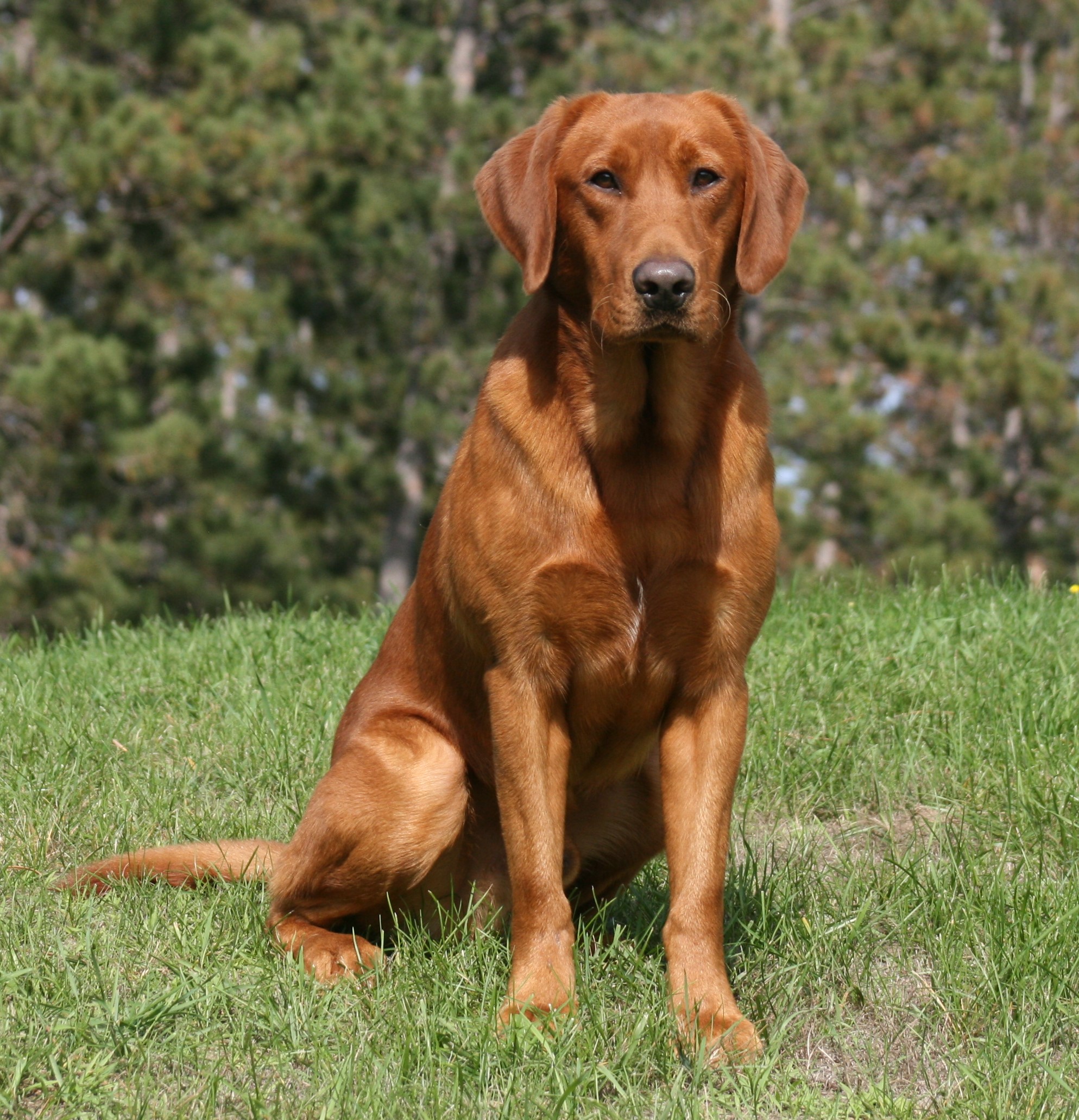 Rainmaker's Red Rueben SH | Yellow Labrador Retriver