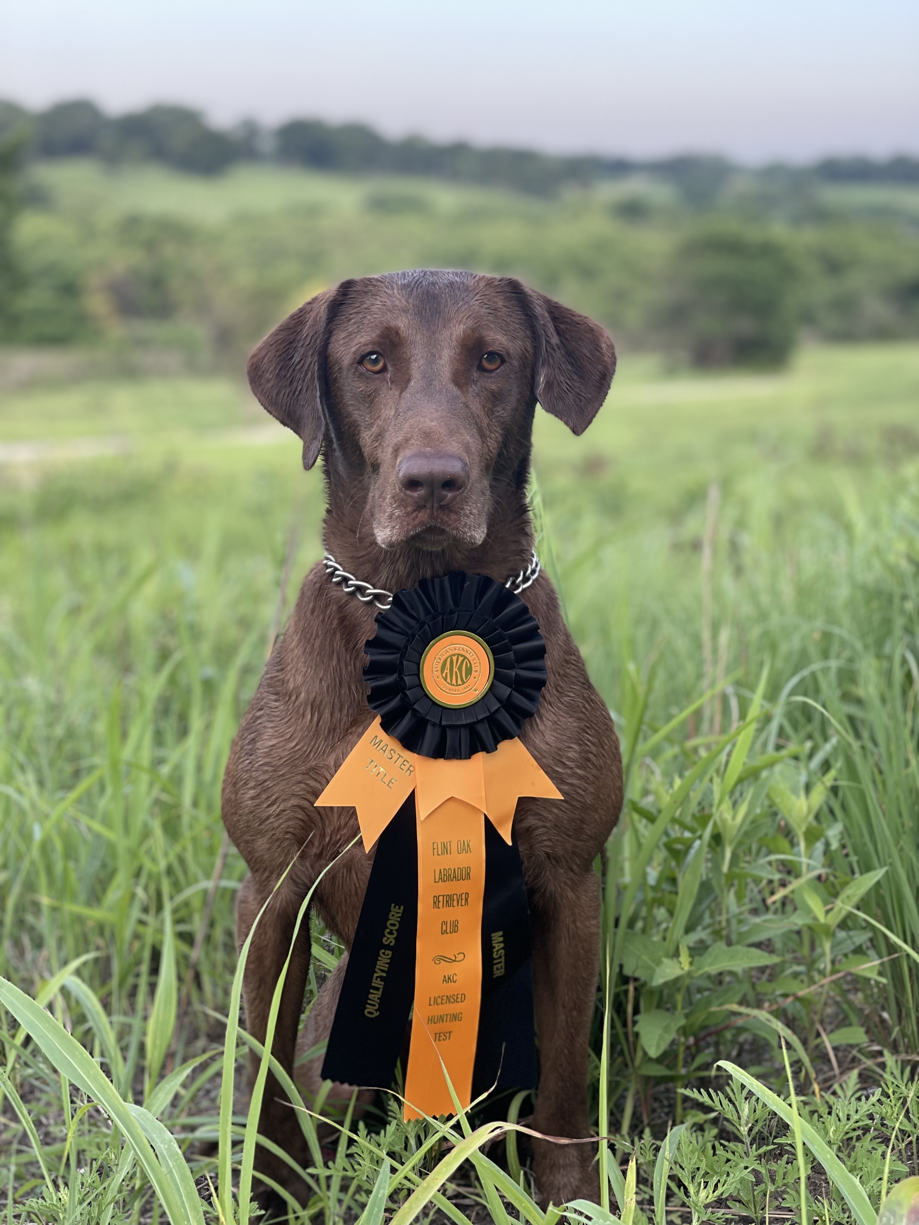 Barracuda's Double Shot MH | Chocolate Labrador Retriver