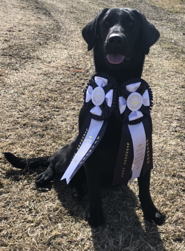 SHR She’s Flying Co-Pilot CGC | Black Labrador Retriver