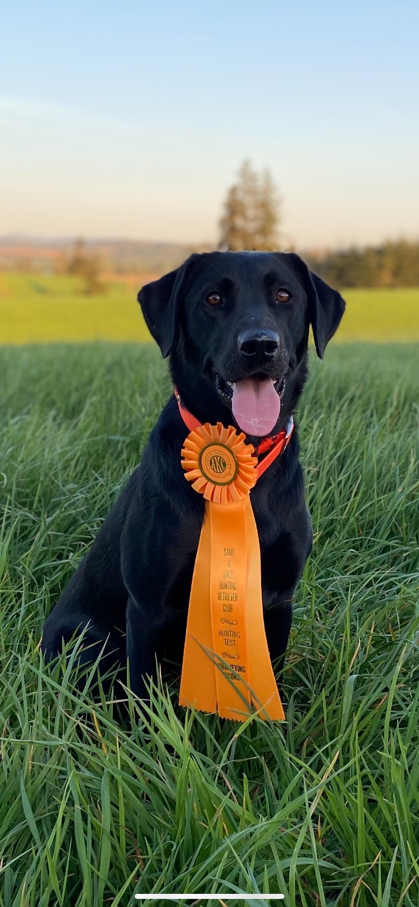 Fear The Rough Demeter JH | Black Labrador Retriver