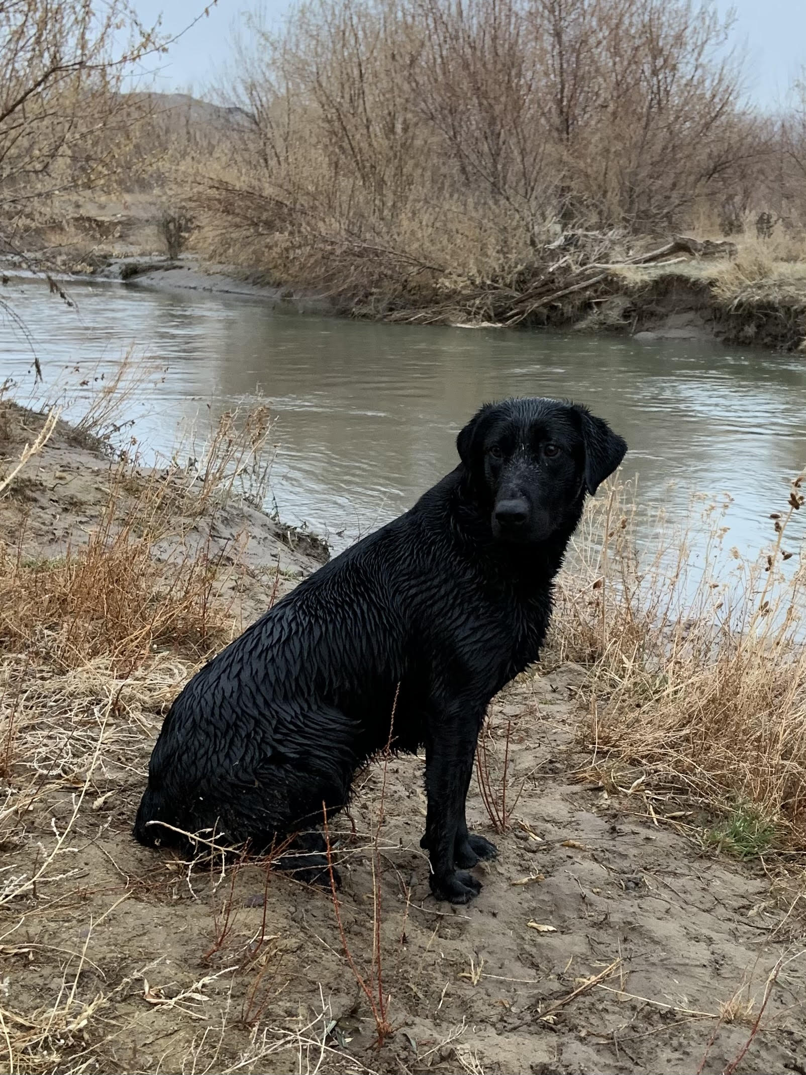 True Grit's Wild Lady | Black Labrador Retriver