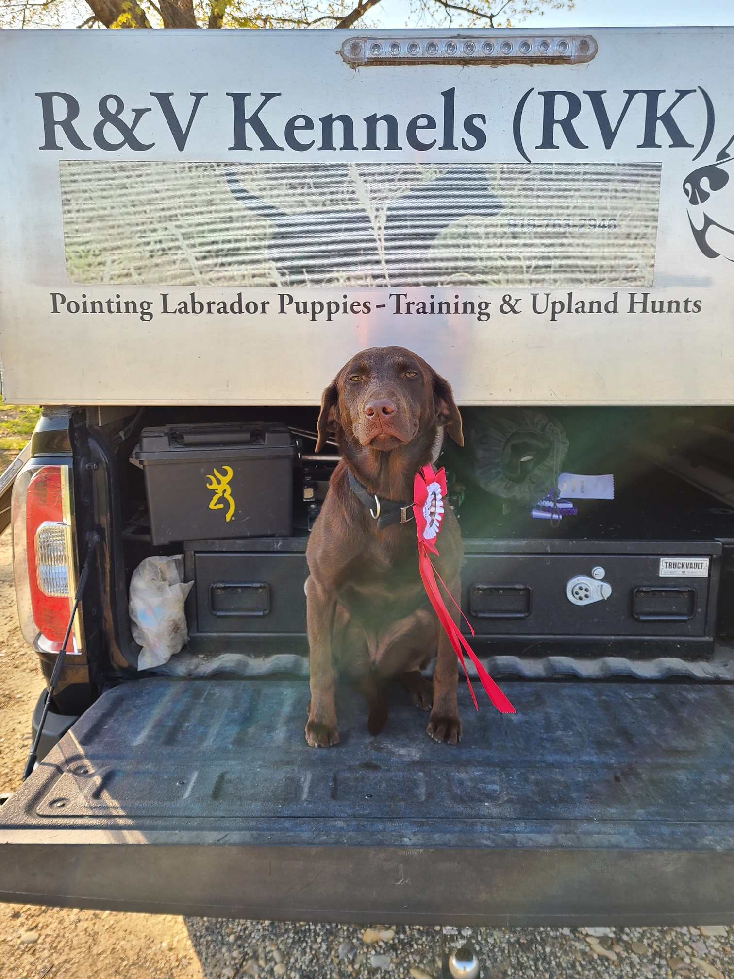 APR Paige's Little Chloe Of RVK | Chocolate Labrador Retriver