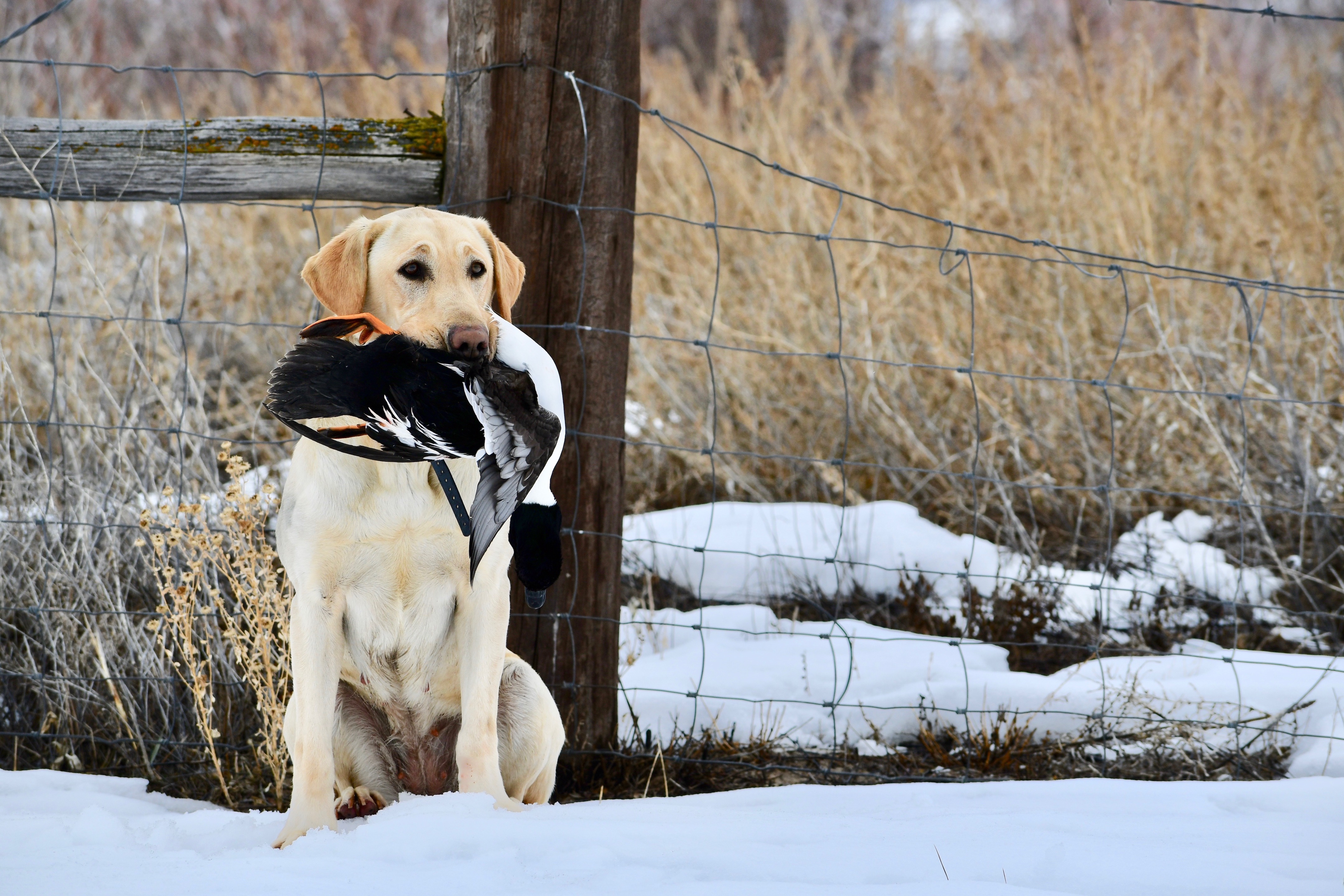 CPR Utah's Eye To The Sky Teally SH | Yellow Labrador Retriver