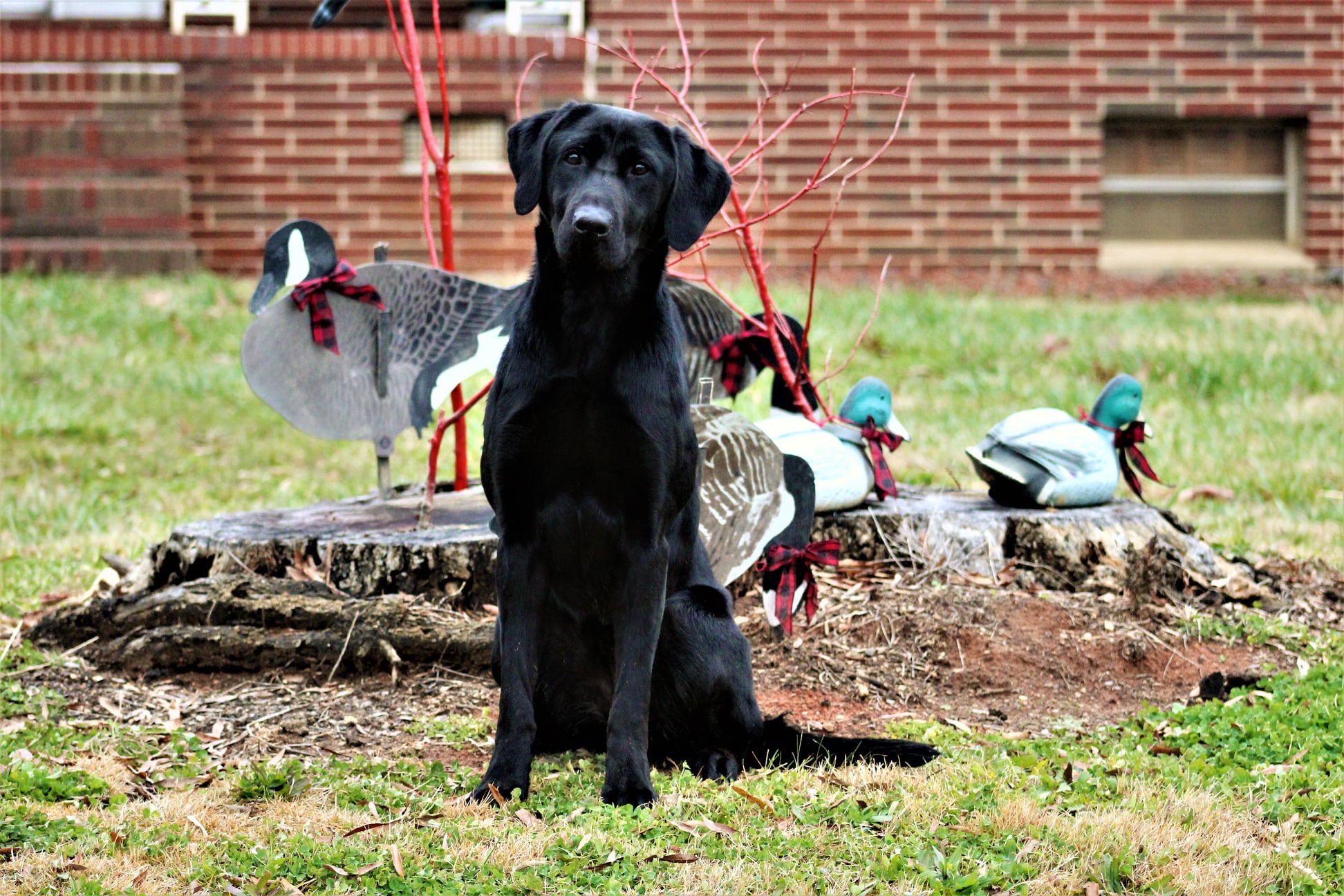 Three Oaks Instant Choice | Black Labrador Retriver