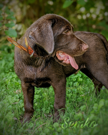 Firelights Beau Knows... | Chocolate Labrador Retriver