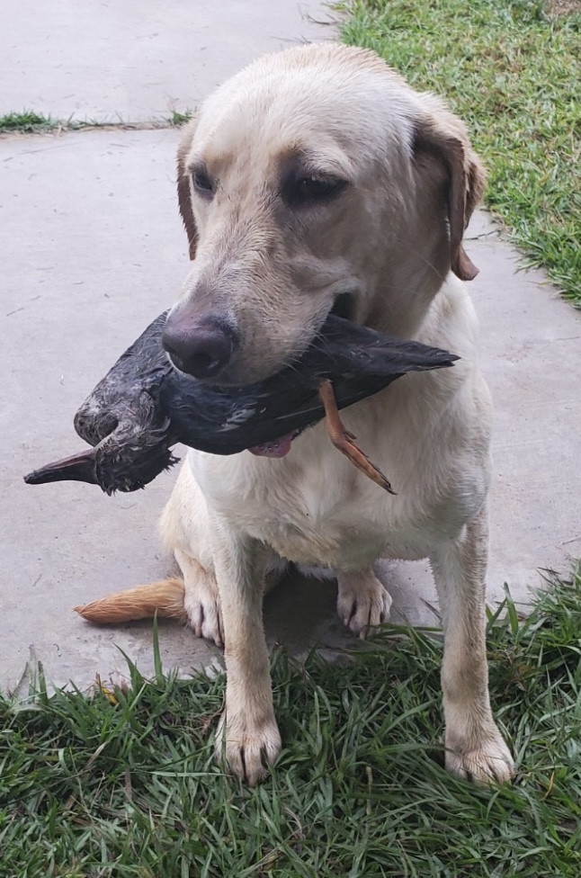 Doucet’s Little Miss Smokin Joe | Yellow Labrador Retriver