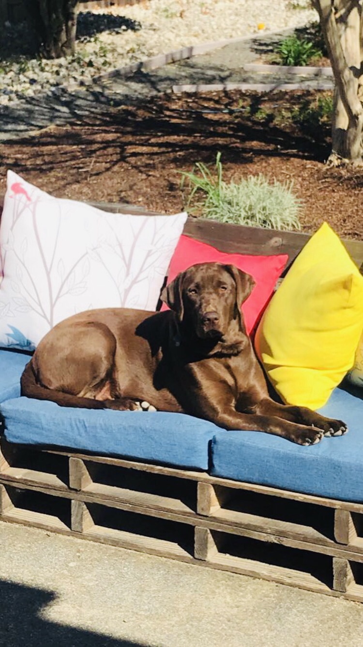 Sadie Hazel | Chocolate Labrador Retriver