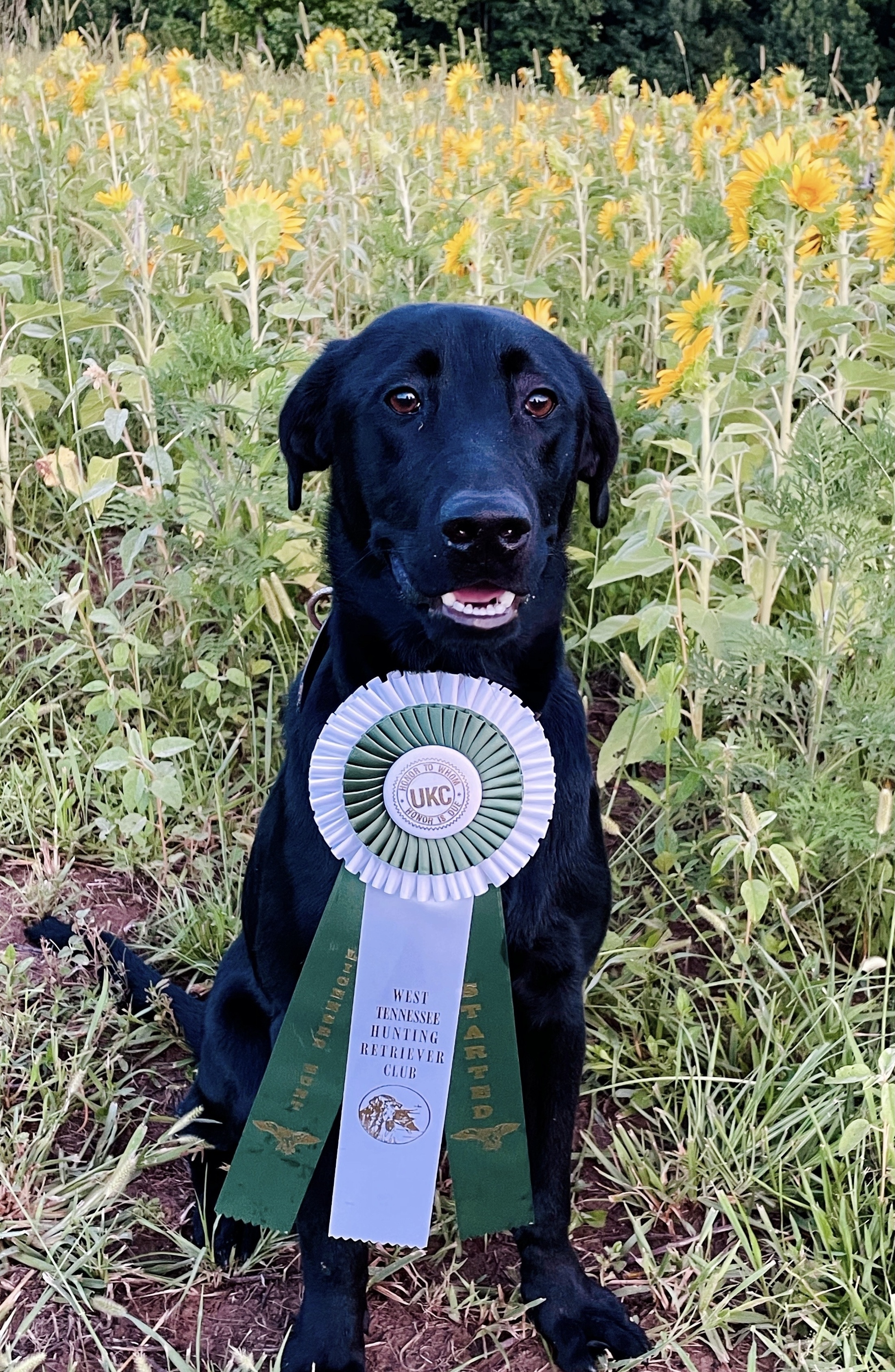 Mississippi Delta Apex Predator | Black Labrador Retriver