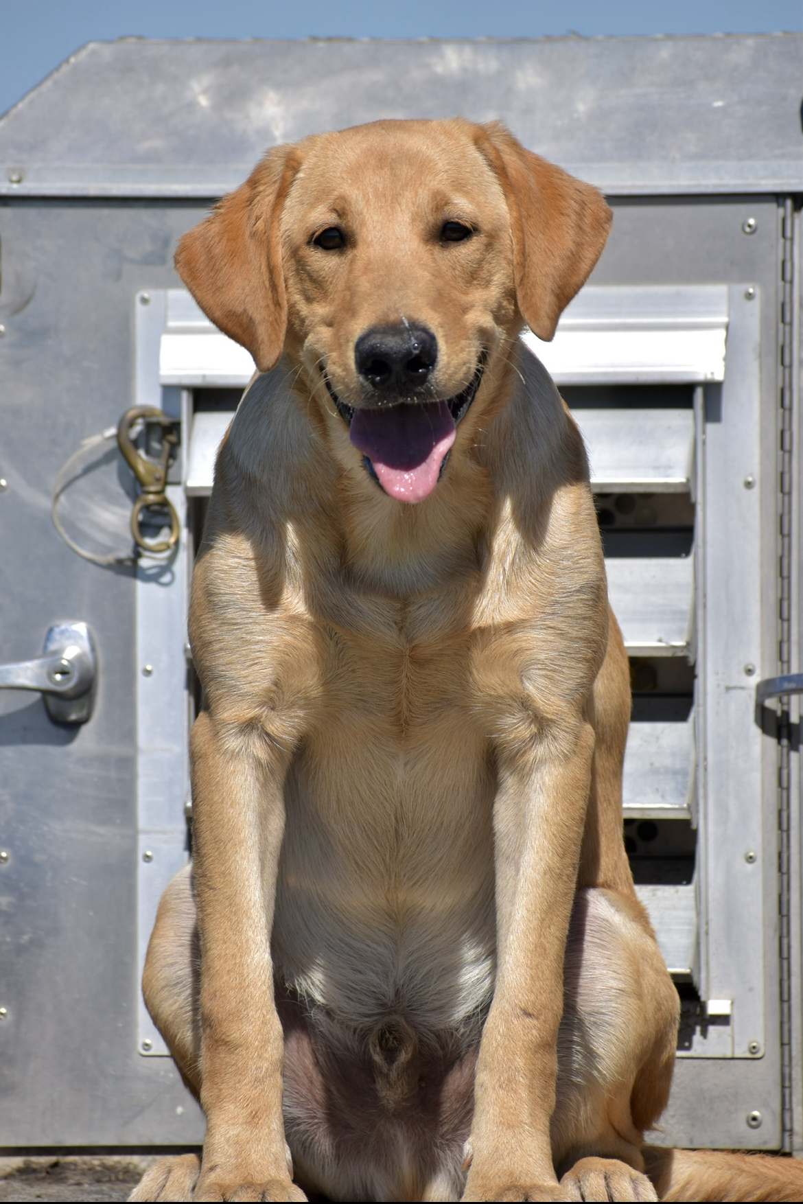 Southern Strykers Ragin’ Cajun | Yellow Labrador Retriver