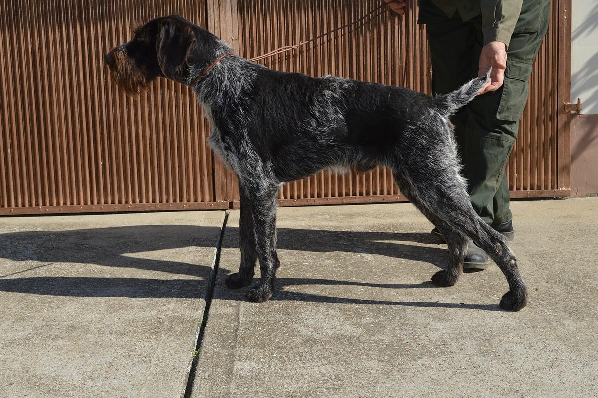 Beremendszéli Nelson | German Wirehaired Pointer 