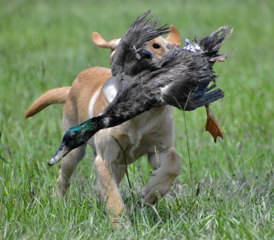 Southern Strykers Ragin’ Cajun | Yellow Labrador Retriver