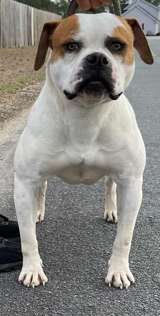 RNB Bobo’s Vixie Dust | American Bulldog 