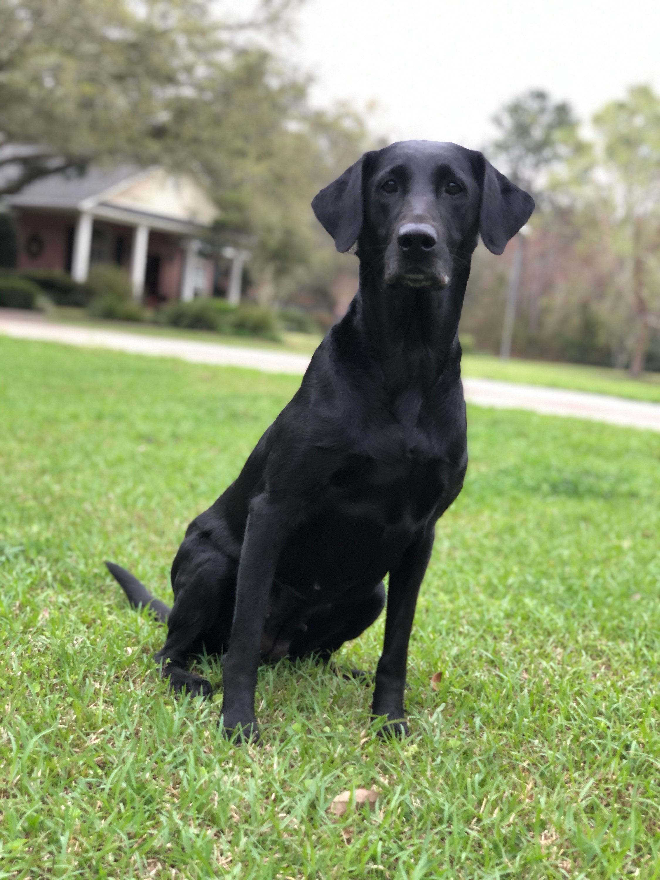 Staci's Pixie Seabreeze MH | Black Labrador Retriver