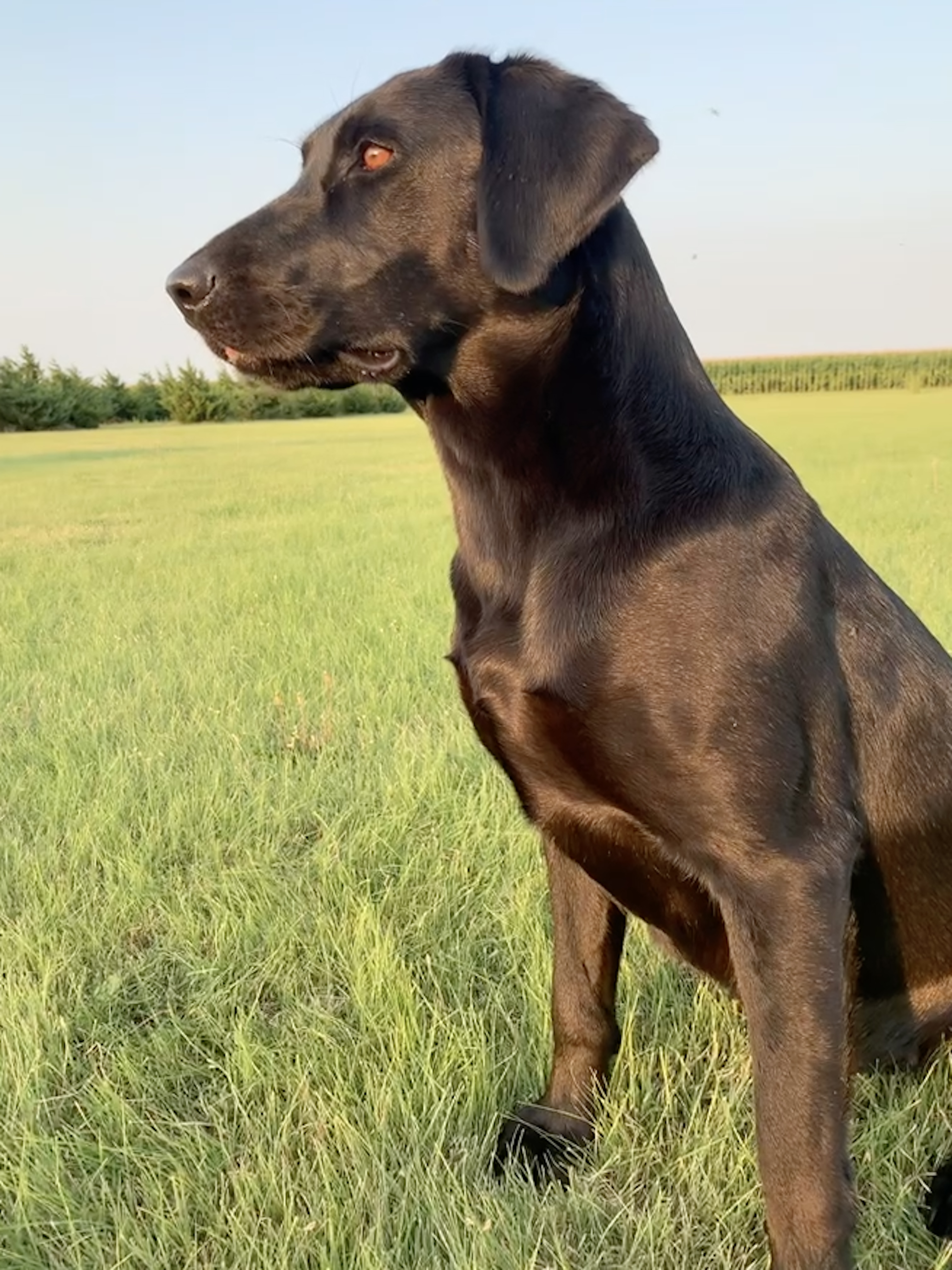 Ash Magic Bear | Black Labrador Retriver