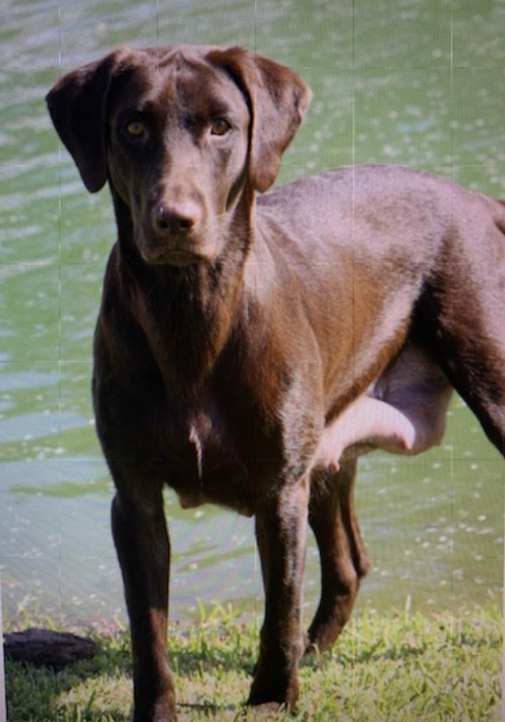 Bellas Dark Chocolate | Chocolate Labrador Retriver