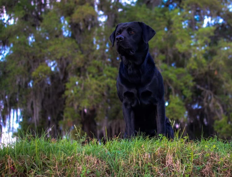 A Boy Named Ru | Black Labrador Retriver