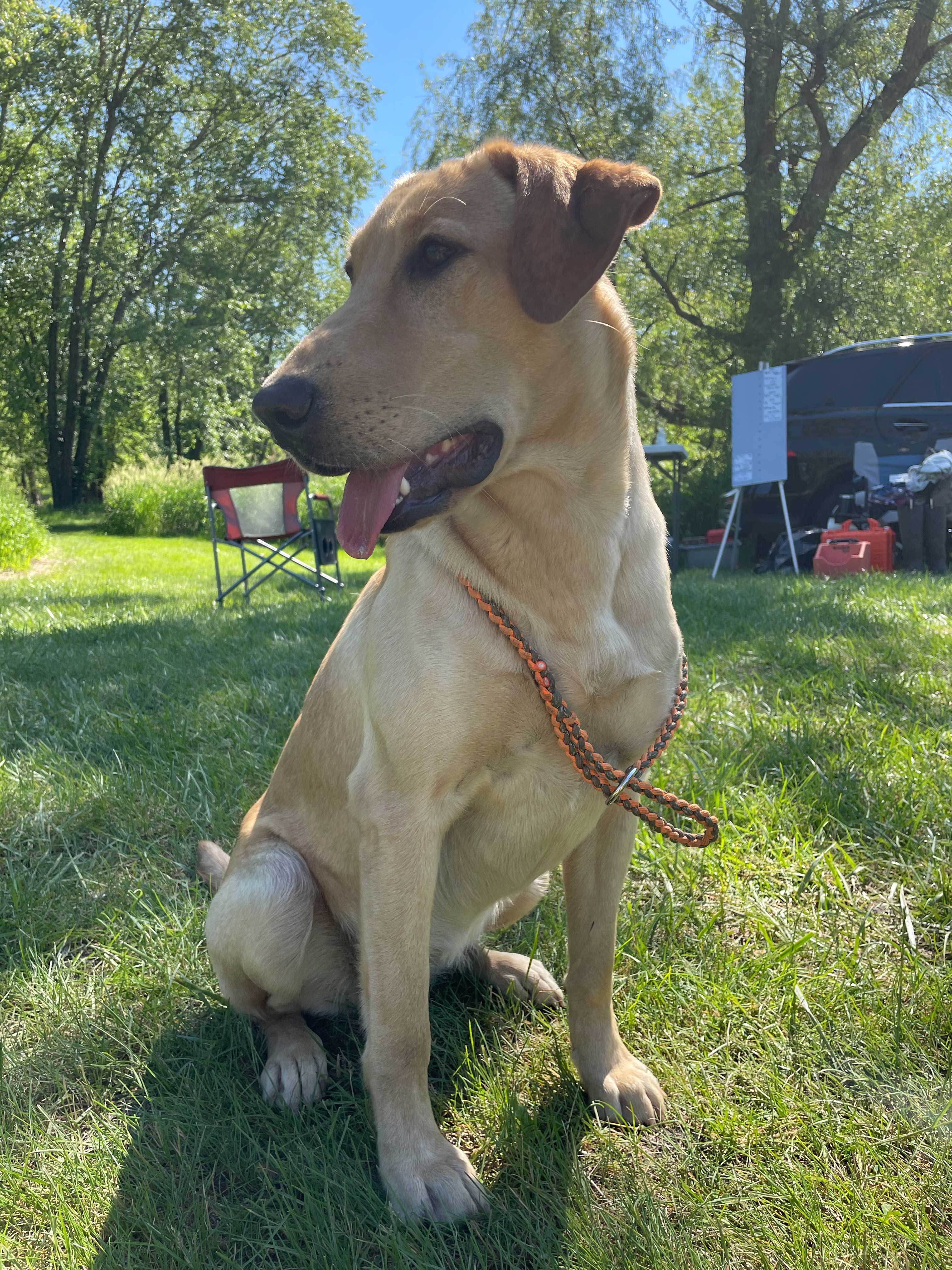 GRHRCH UH Redwoods Scratch Winters Itch | Yellow Labrador Retriver