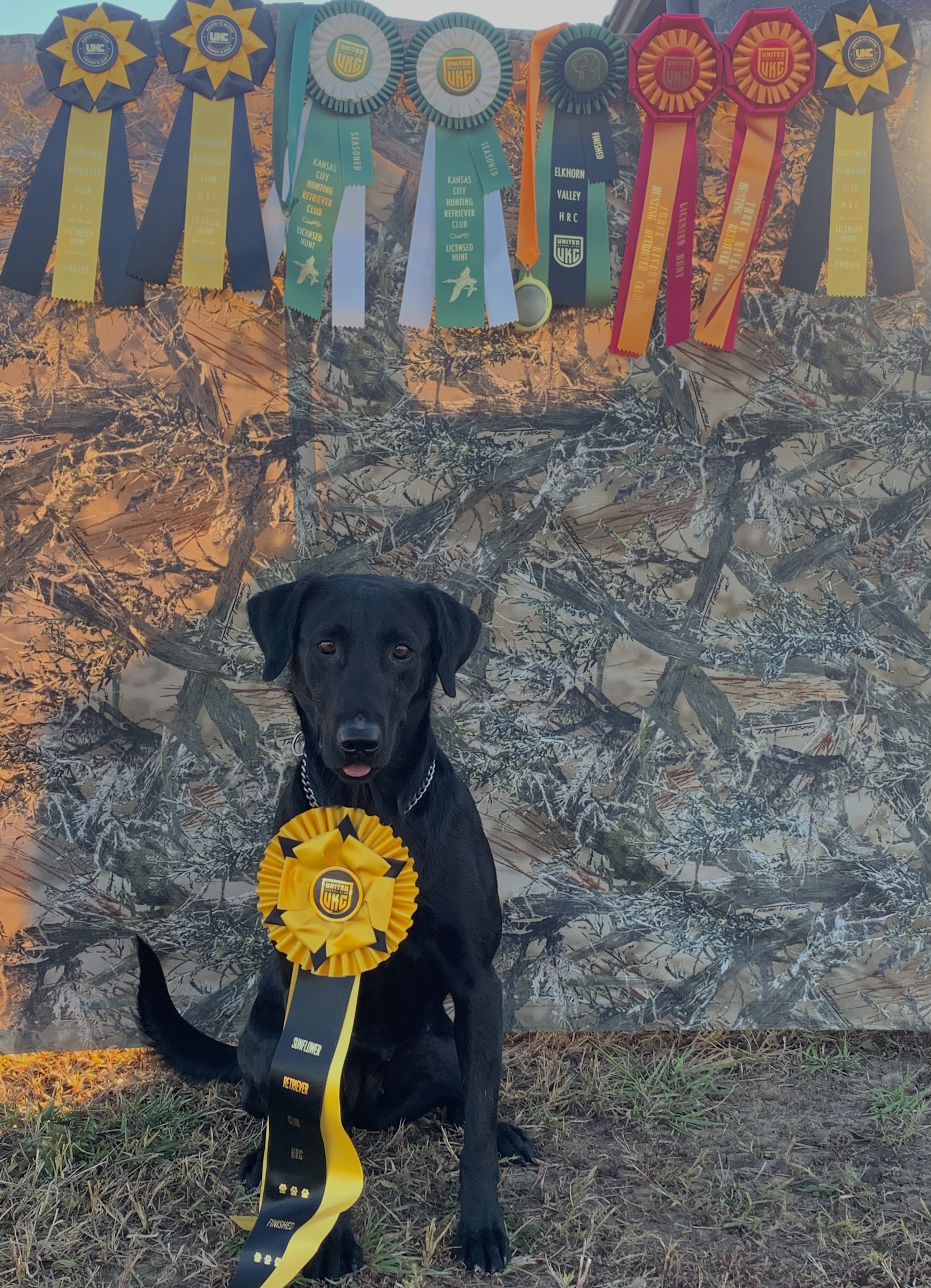 HRCH Muddy Acres Rough N Ready | Black Labrador Retriver