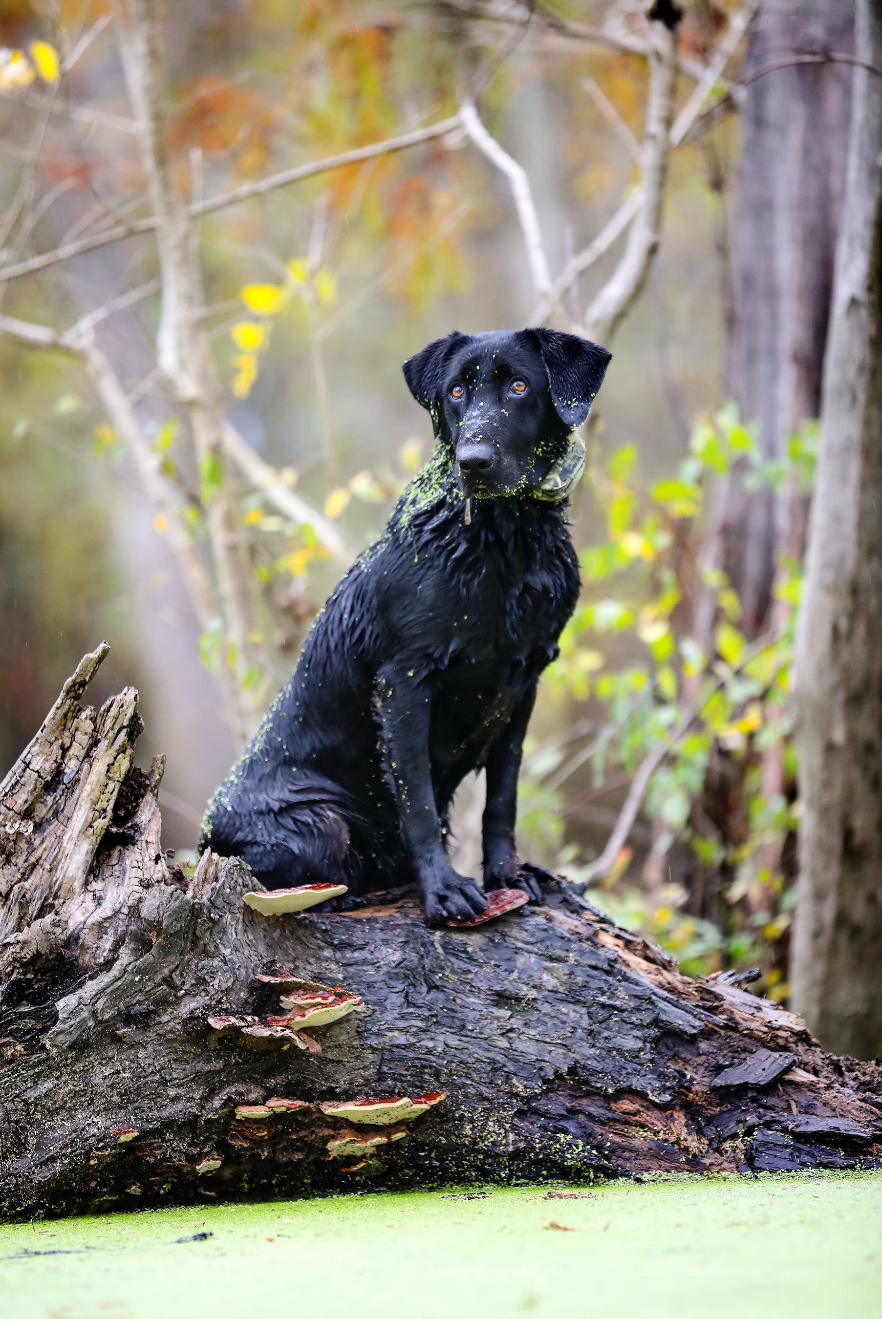 HRCH  Honeybrakes Louisiana Troubador | Black Labrador Retriver