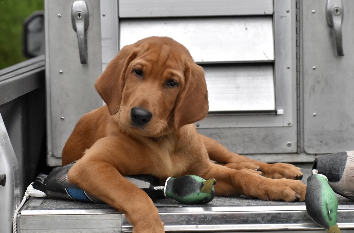 Southern Strykers Blazing Red Ryder | Yellow Labrador Retriver