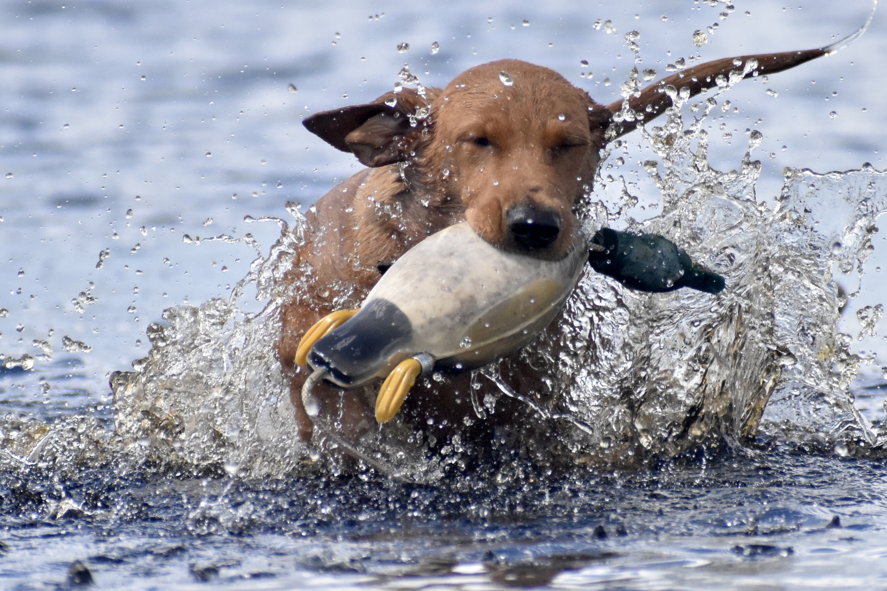 Southern Strykers Blazing Red Ryder | Yellow Labrador Retriver