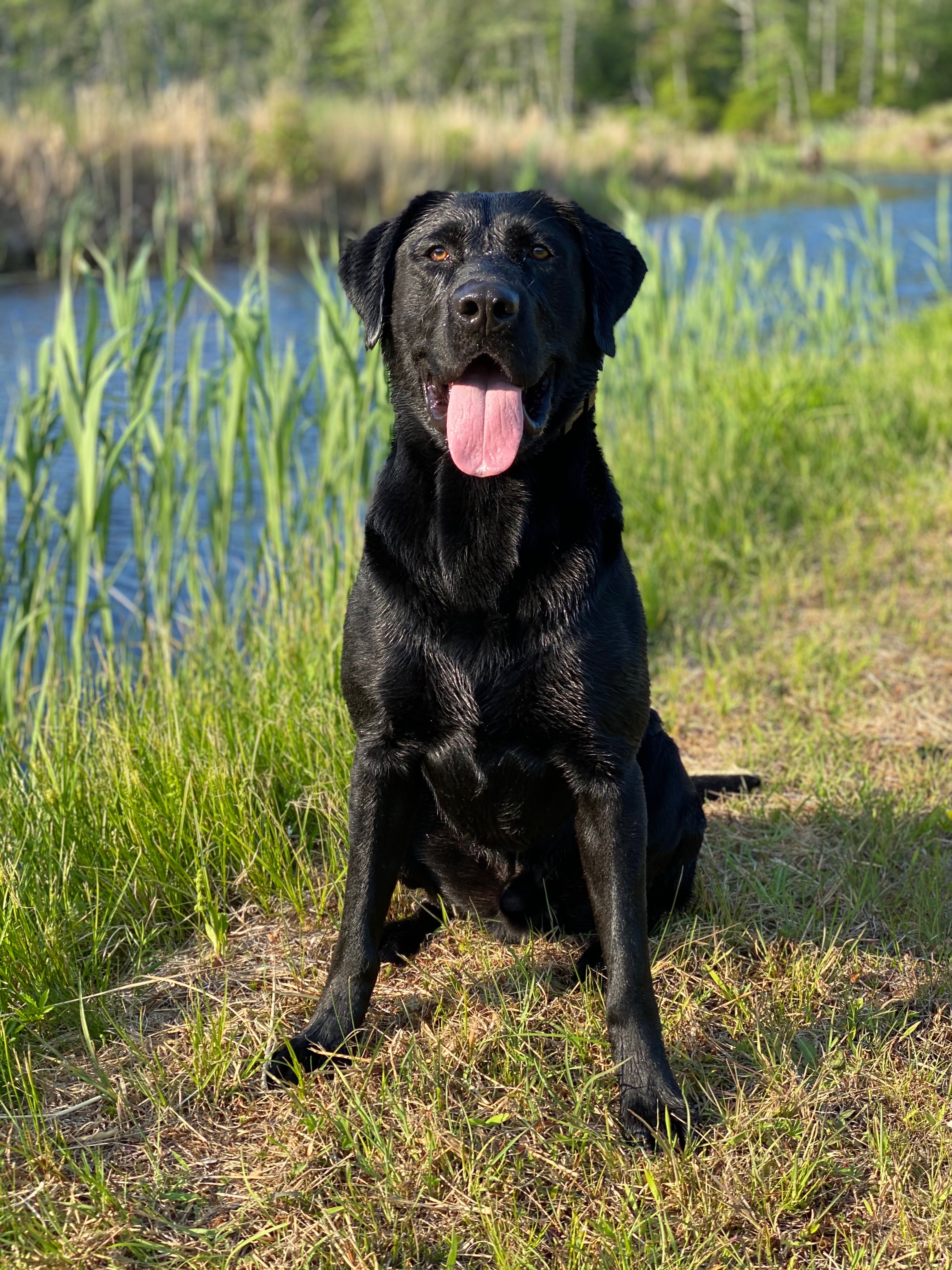 HRCH Sck’s Wicked Huckleberry | Black Labrador Retriver