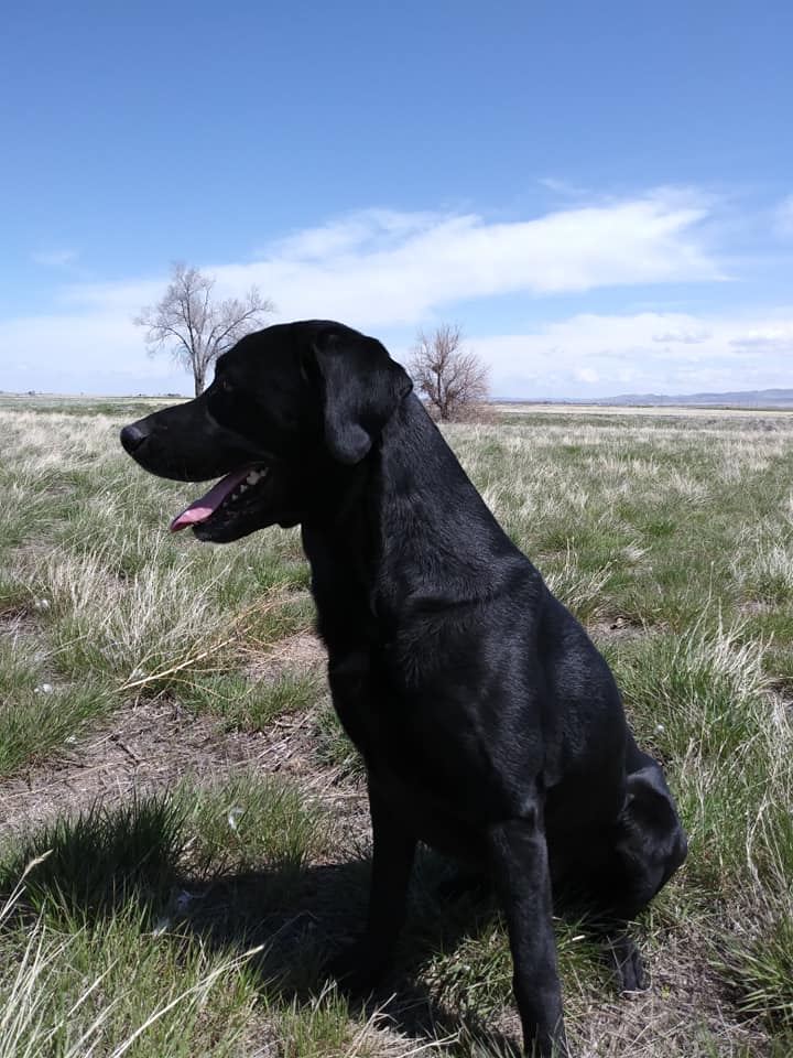 Redneck Ripcord | Black Labrador Retriver