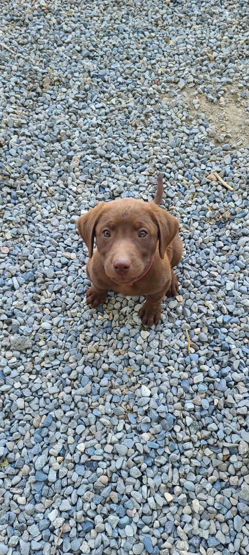 Kmb's Goddess Of Earth | Chocolate Labrador Retriver