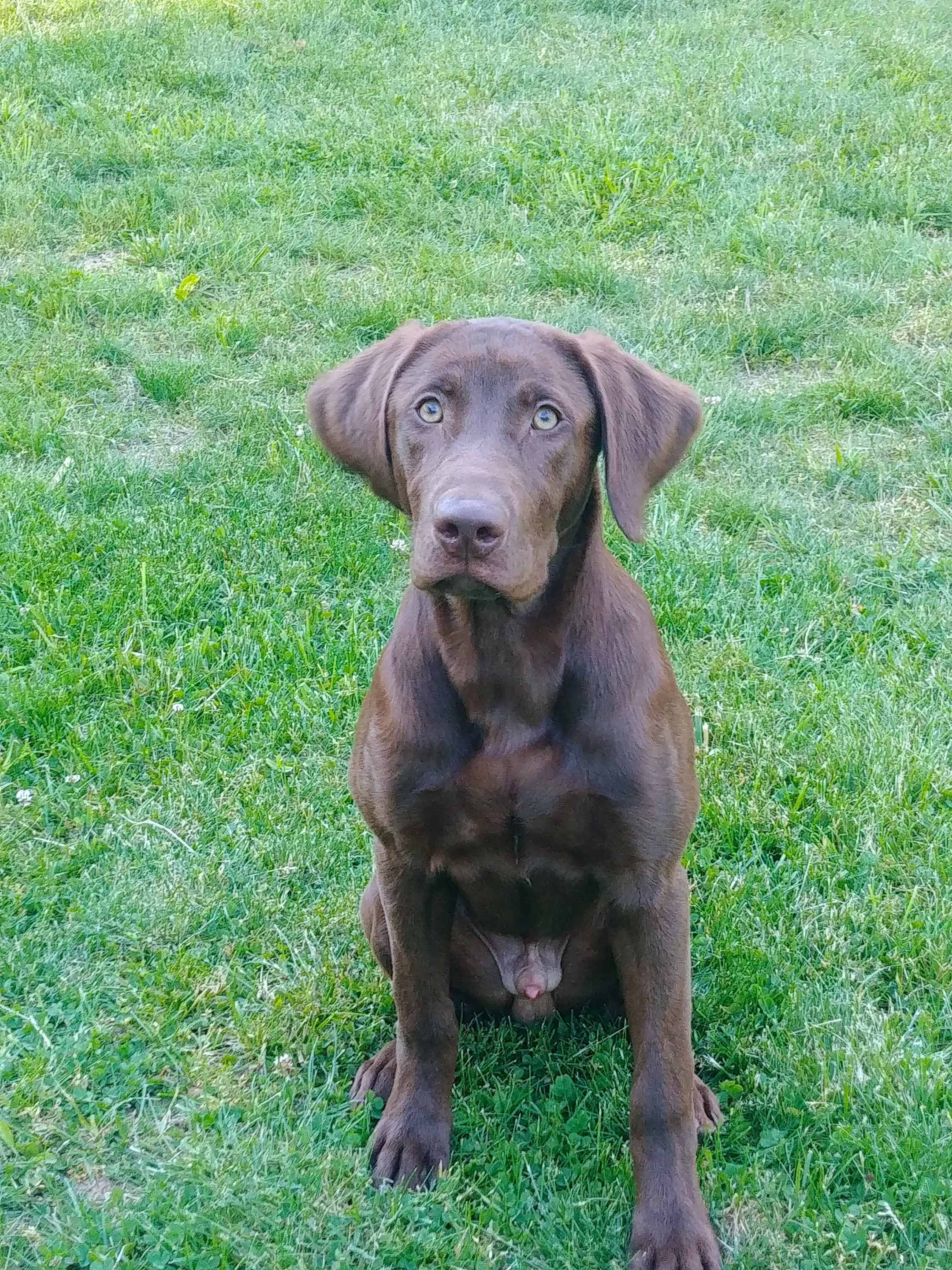 SHR Brad's King Koda | Chocolate Labrador Retriver