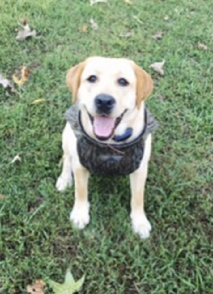 Lonesome Dove Maggie T | Yellow Labrador Retriver